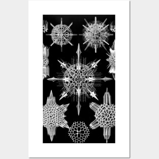 Ernst Haeckel Art Forms of Nature -  Acanthophracta Radiolaria Posters and Art